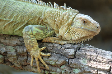 Iguana dragon on the ground