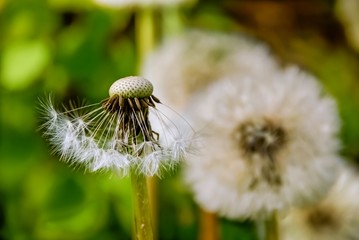 Heads of seeds of dandelion flower against green background.