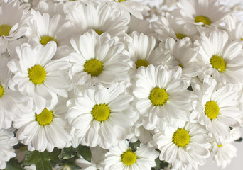 Obraz premium A photo of a flower background of many white daisies