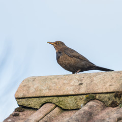 Rooftop Blackbird