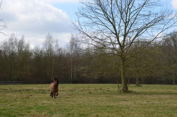 Fototapeta na wymiar horse in meadow