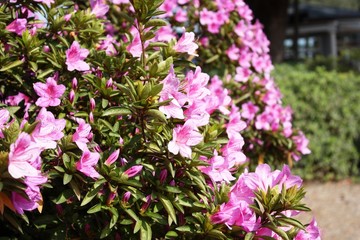 In voller Blüte japanische Azaleen am Lago Maggiore im Frühling