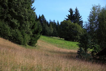 Fototapeta na wymiar Bergwiesen bei Guszesried