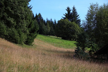 Fototapeta na wymiar Bergwiesen bei Guszesried