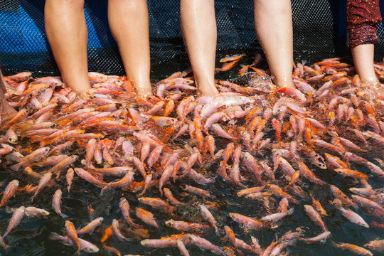 Peeling Skin Feet Of Tropical Fish In The Water.