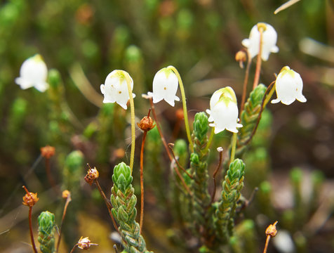 Flower Arctic bell-heather - Cassiope tetragona in natural tundr