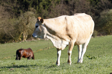 Kuh auf der Weide