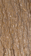 rare variety of marble