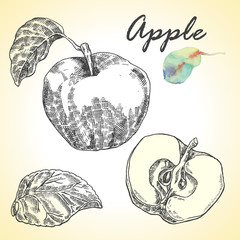 Collection of highly detailed hand drawn apples. Vector