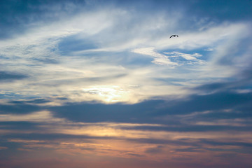 небо и птица