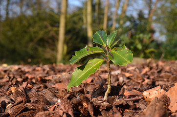 Holly seedling in beech forest, Antwerpen