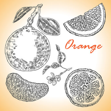 Collection of highly detailed hand drawn orange. Vector