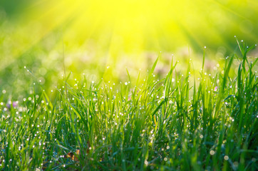 The sun's rays from above and green grass.