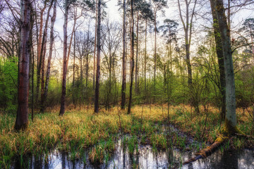 Fototapeta premium Magic Spring Forest