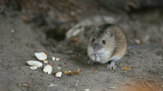 Striped field mouse