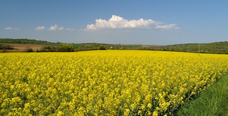 Fototapeta premium Champs de colza