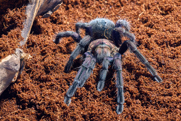 tarantula Phormictopus sp purple