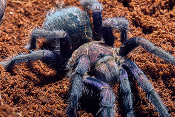 tarantula Phormictopus sp purple