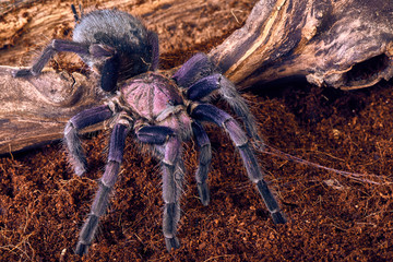 tarantula Phormictopus sp purple
