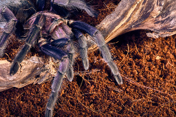 tarantula Phormictopus sp purple
