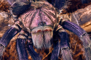 tarantula Phormictopus sp purple