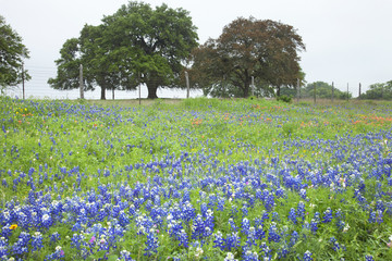 Fototapeta na wymiar Field of Texas Bluebonnets and other wildflowers with trees