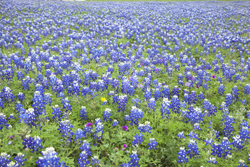 A field of Texas Bluebonnets