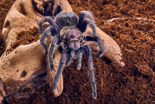 tarantula Phormictopus sp purple
