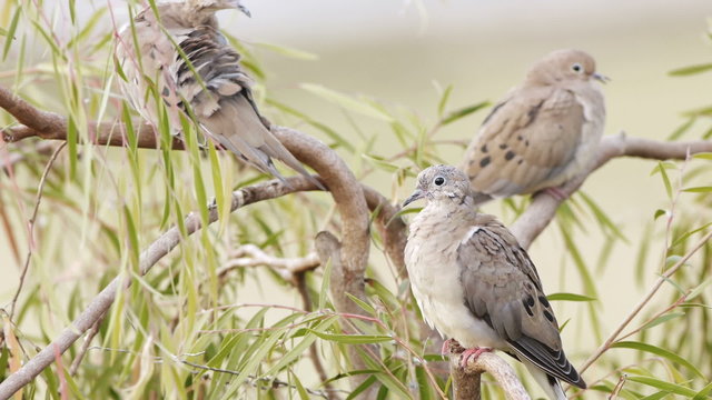 Mourning dove trio on tree branches.