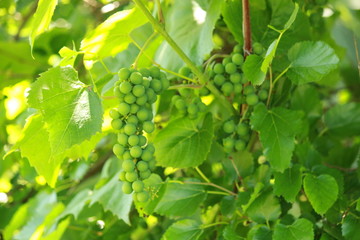 Зелёные грозди винограда в лучах солнца