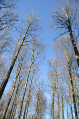 Tall stems of beech forest in winter, Hallerbos