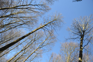 Tall stems of beech forest in winter, Hallerbos