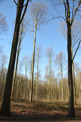 tall stems of beech forest in winter, Hallerbos