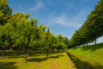Dutch Landscape with Rows of Trees