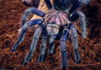 tarantula Phormictopus sp purple