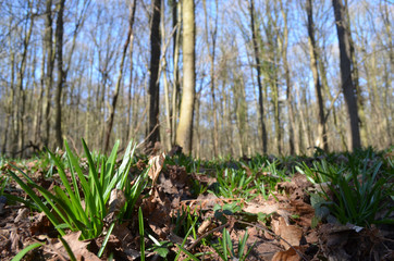 Hyacinth leaves on beech forest floor in spring, Hallerbos