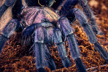 tarantula Phormictopus sp purple