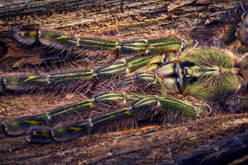 tarantula Poecilotheria rufilata