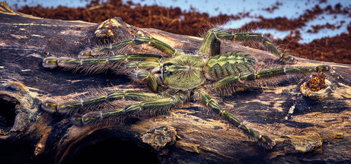 tarantula Poecilotheria rufilata