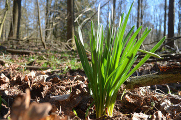 hyacinth leaves on beech forest floor in spring, Hallerbos