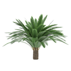 Palm tree isolated. Beccariophoenix