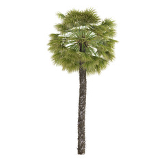 Palm plant tree isolated. Trachycarpus