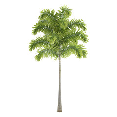 Palm plant tree isolated. Wodyetia