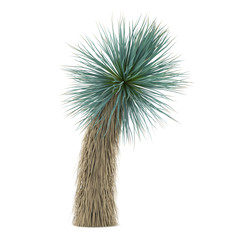 Palm plant tree isolated. Yucca Elat