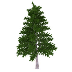 Fototapeta premium Tree isolated. Pinus fir-tree