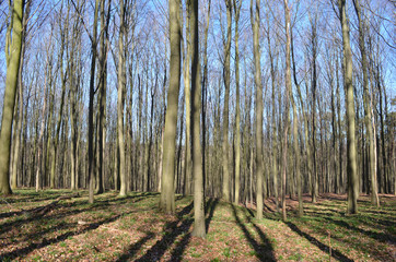 Spring sun shining through beech stems, Hallerbos
