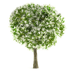 Naklejka premium exotic flower tree