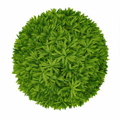 Plant bush top isolated.
