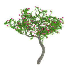 Fototapeta premium Flower trees. Decorative tree with pink flowers