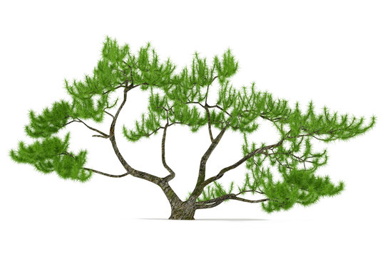 Exotic pine tree